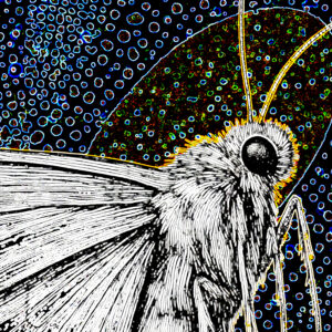 baner38